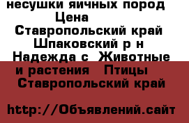 несушки яичных пород › Цена ­ 200 - Ставропольский край, Шпаковский р-н, Надежда с. Животные и растения » Птицы   . Ставропольский край